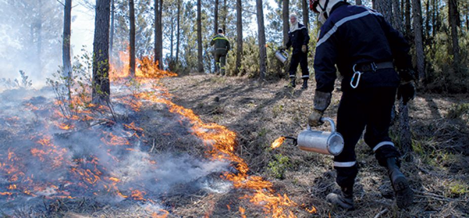 Tanger : L'incendie de la forêt de Mediouna circonscrit