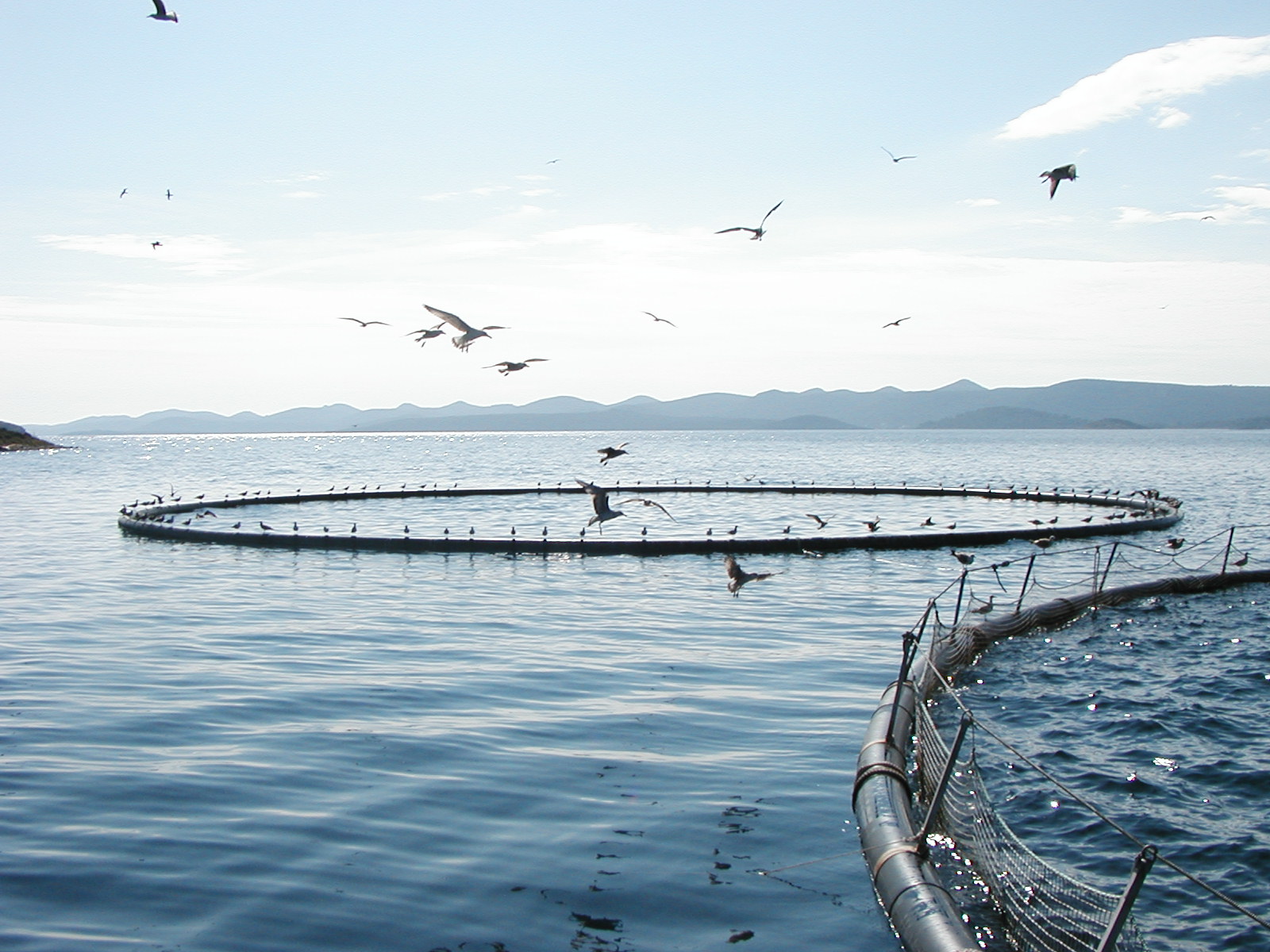 Tanger-Tétouan-Al Hoceima : Deux importants appels à manifestation d'intérêt lancés dans l'aquaculture