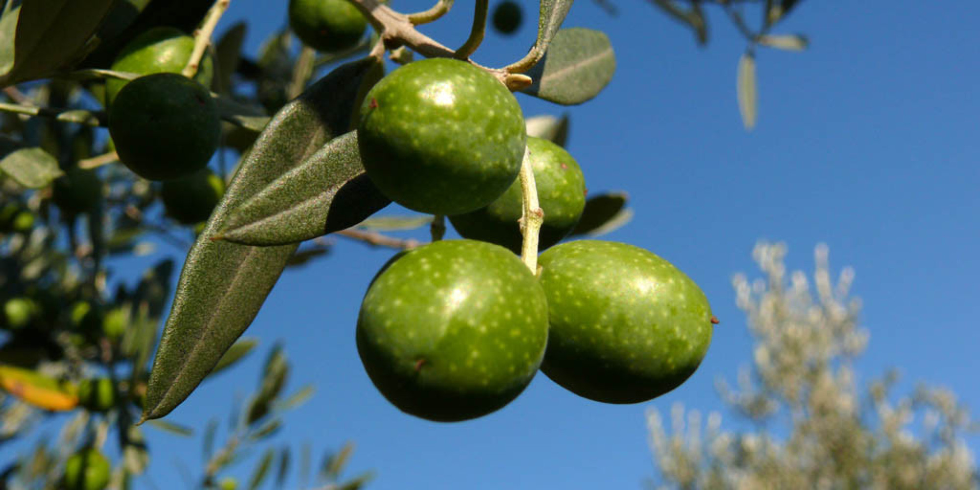 Production d'olives : "Record historique" pour la campagne agricole 2017-2018