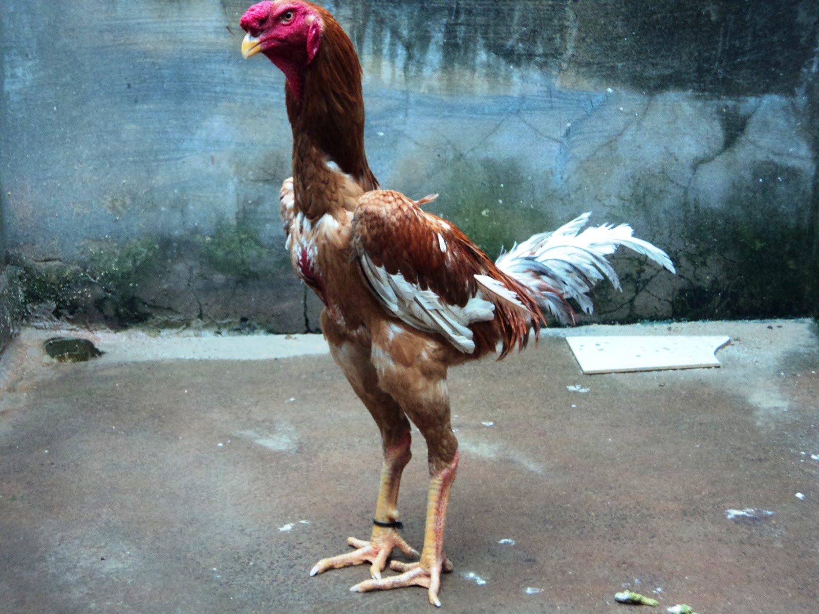 Brésil : Un coq géant qui vaut… 49.000 dollars