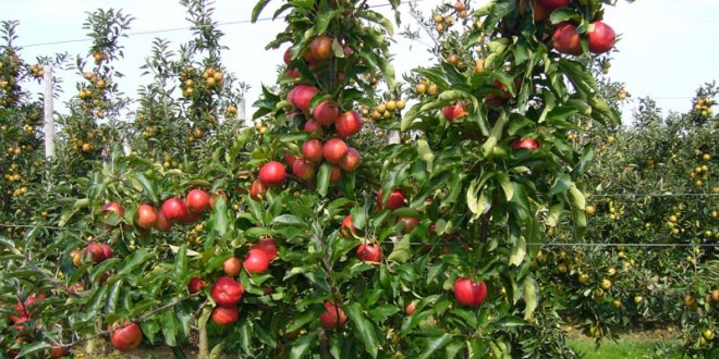 Les pommes fêtées à Ifrane