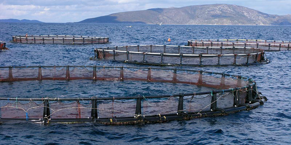 Aquaculture : Une production très en deçà des potentialités du Maroc