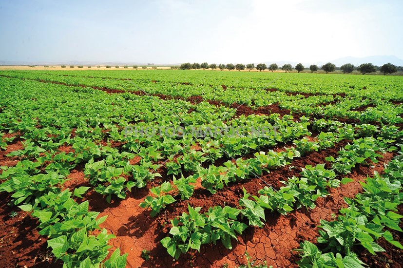 Rabat-Salé : Les autorités rassurent à propos de la campagne agricole