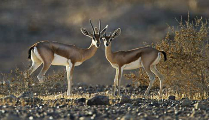 L'UICN-Med : Nouvelle stratégie pour la conservation de la gazelle de Cuvier au Maghreb