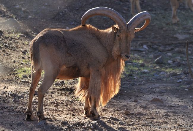Réintroduction de mouflons à manchettes et de gazelles dorcas dans différentes réserves du Royaume