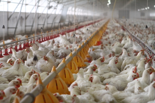 MAMDA-FISA: Une convention pour la promotion de l'assurance dans le secteur avicole