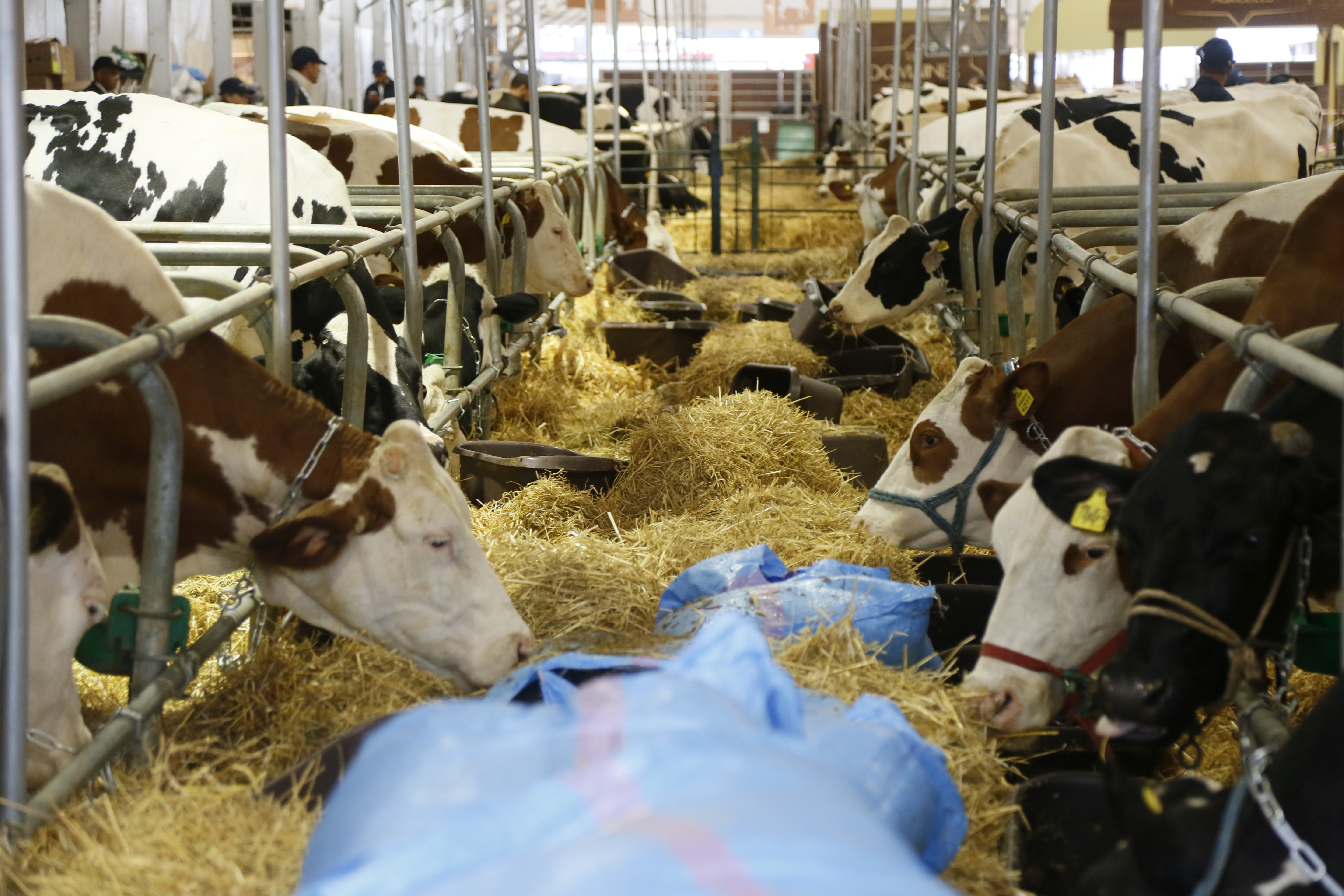 Convention Saham Assurance -Fimalait - Wafa IMA Assistance : Couverture sociale pour 50.000 éleveurs laitiers