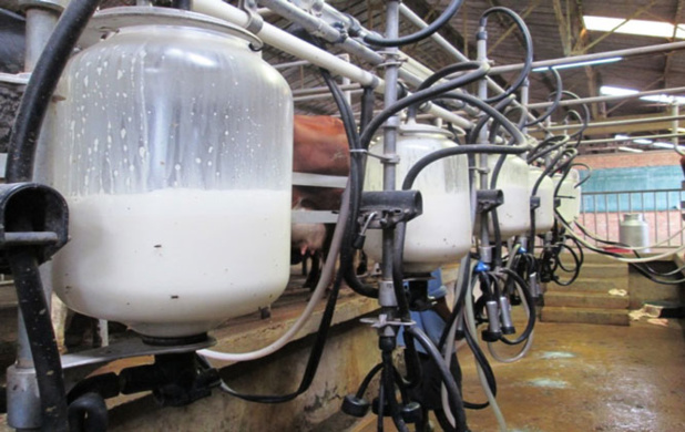 Filière laitière : Réunion d’urgence entre les professionnels, les éleveurs et la tutelle
