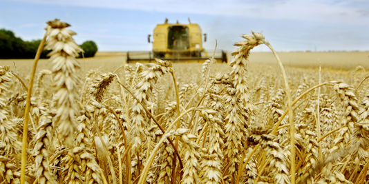 Récolte céréalière : Signature d'une convention de financement des Coopératives Agricoles du Maroc