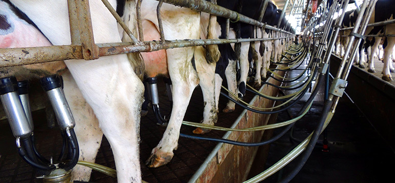 Filière laitière : Le diagnostic sans concession de Akhannouch