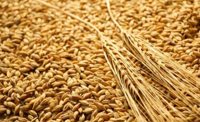 La FAO revoit à la hausse ses prévisions de production céréalière pour 2018