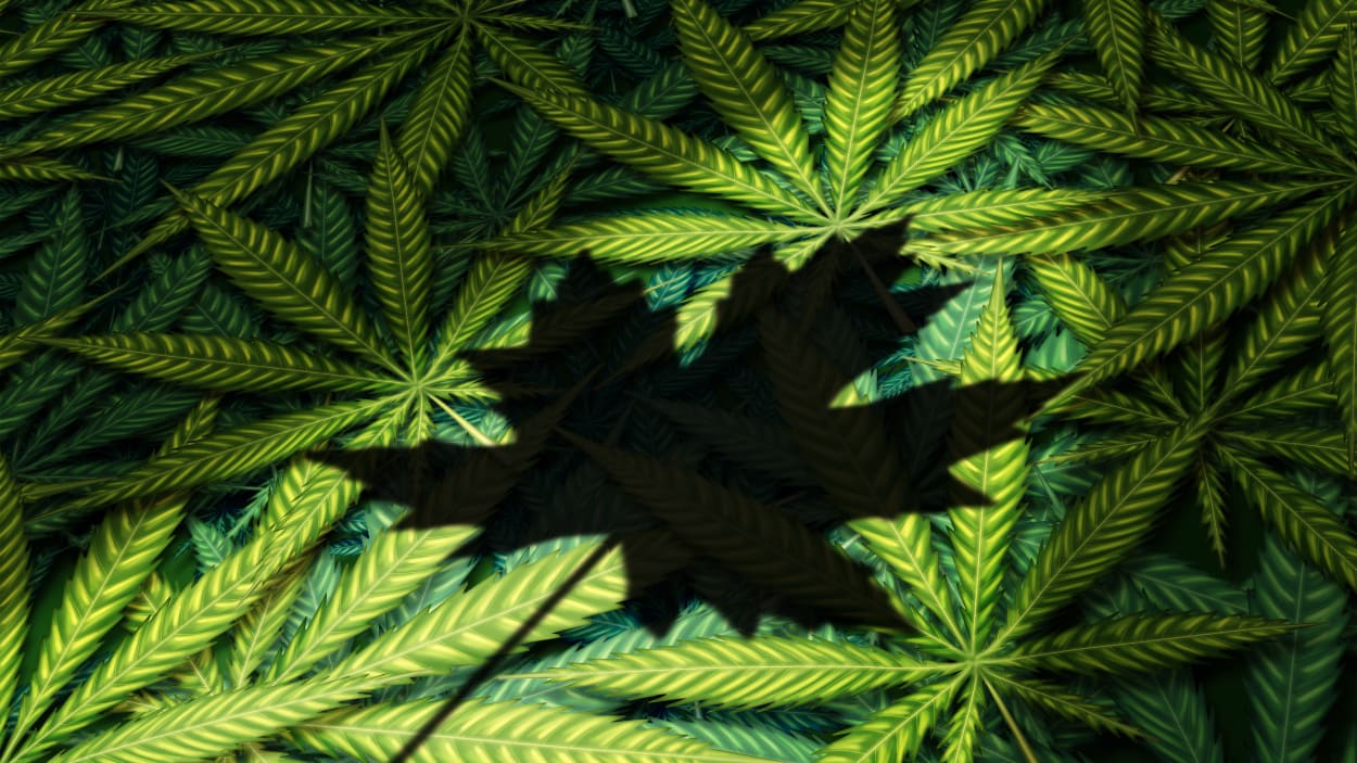 Le Canada légalise la consommation du cannabis