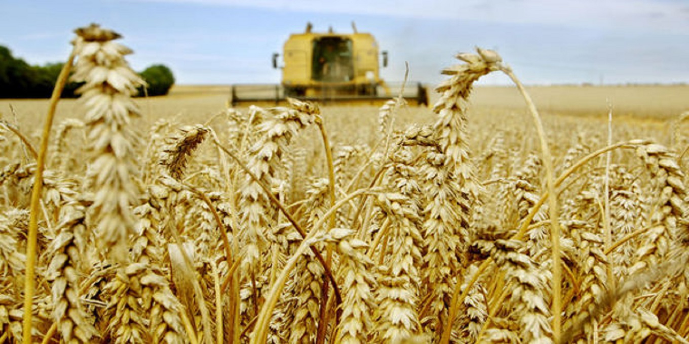 Céréales : Environ trois millions de quintaux prévus dans l'Oriental