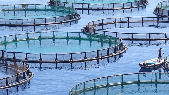 L’Anda promeut l’aquaculture dans l’Oriental