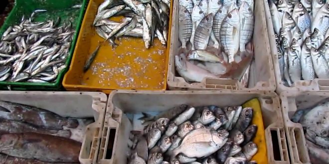Pêche artisanale : Moins de poisson dans les filets