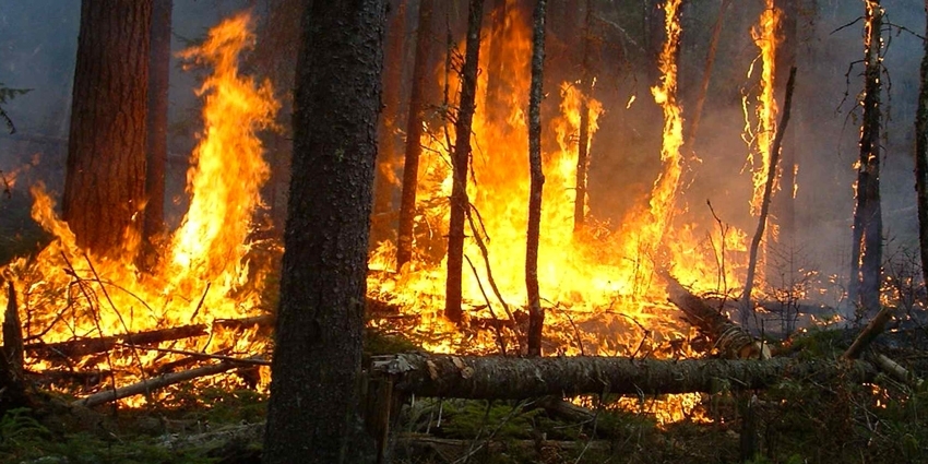 Les incendies de forêts en baisse au Maroc