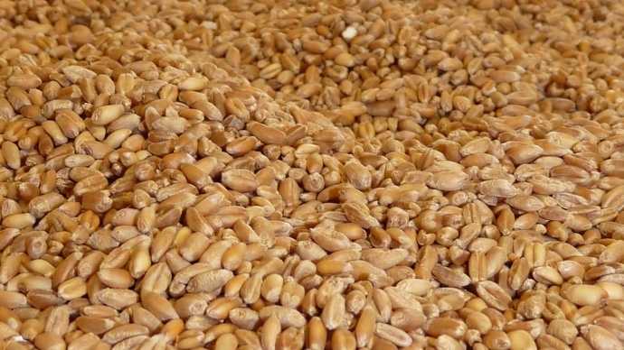 Retour le 1er janvier 2019 du droit à l'importation de 30% sur le blé tendre et ses dérivés