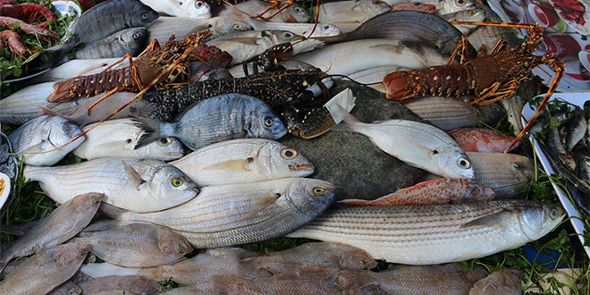 Pêche côtière et artisanale : Moins de poissons dans les filets