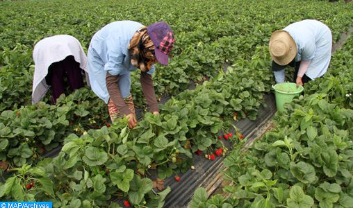 Le Maroc enverra 20.000 ouvrières agricoles en Espagne