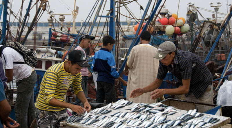 La production halieutique atteint 11,6 milliards de dirhams en 2018