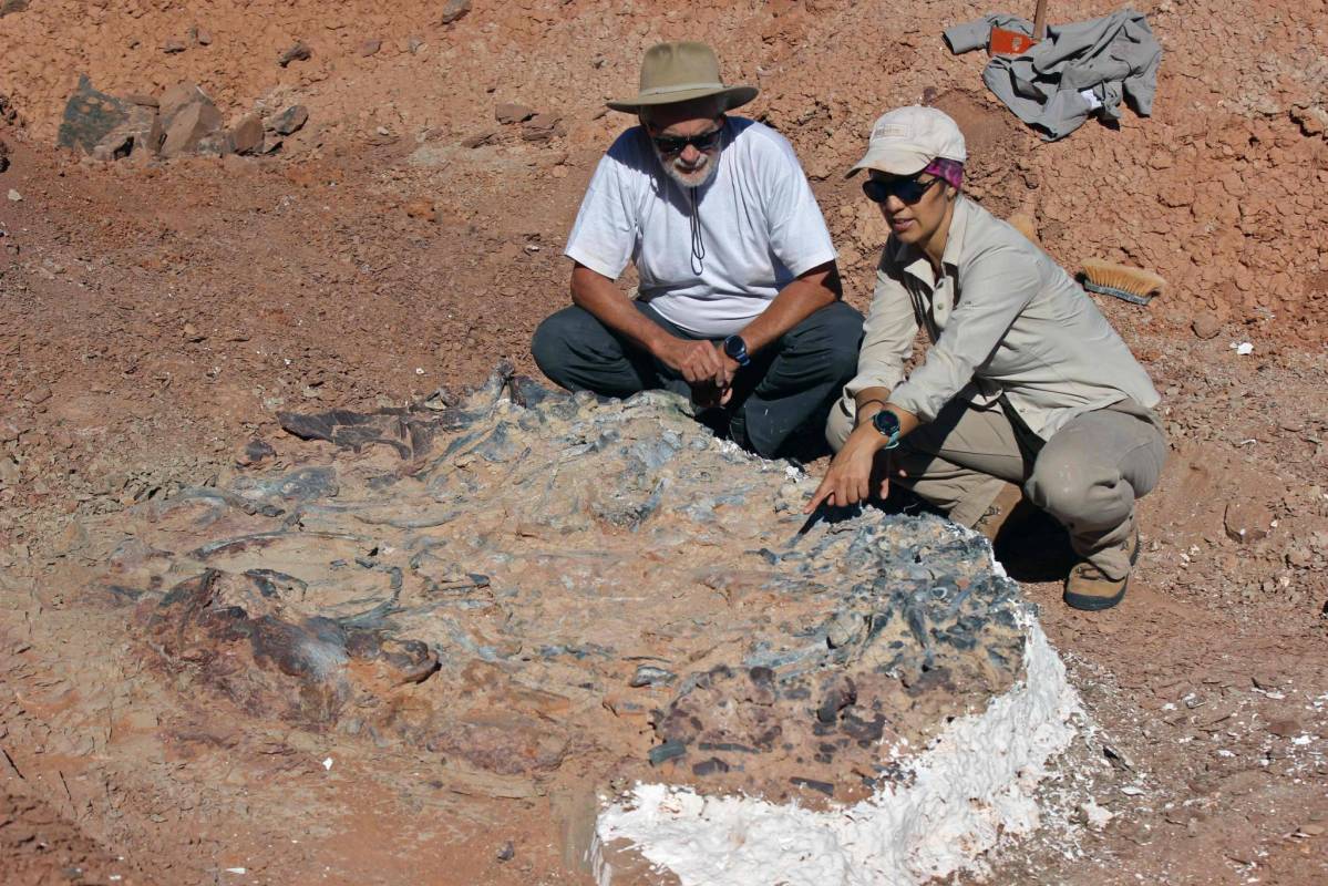 Découverte d'un cimetière de dinosaures datant de 220 millions d'années en Argentine