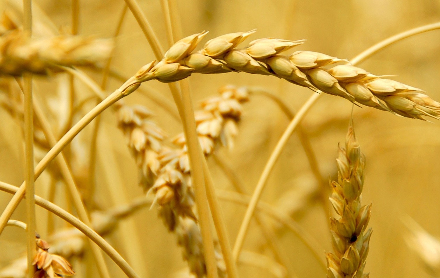 Forte hausse des droits de douane applicables au blé tendre