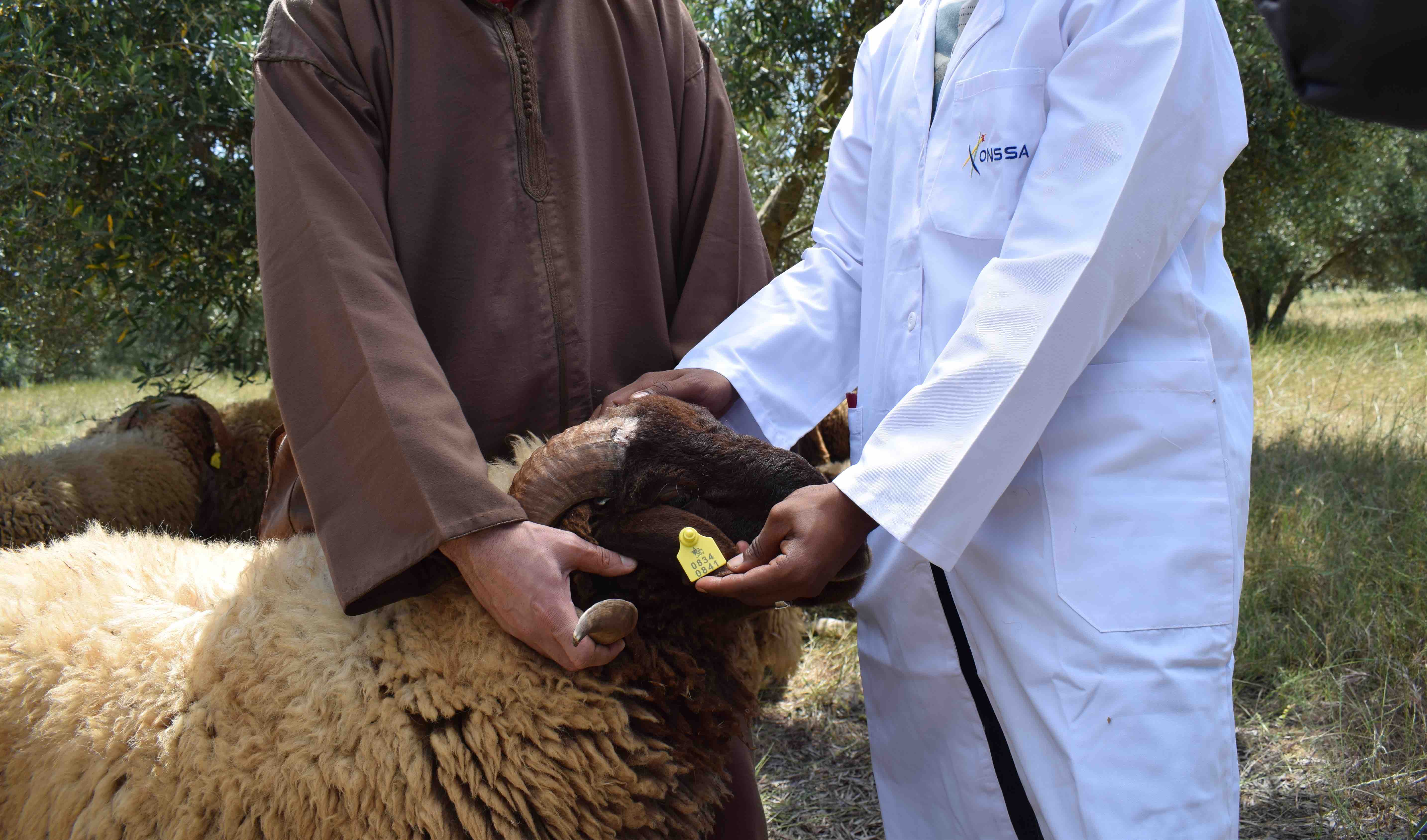 Aid Al Adha : Plus de quatre millions et demi d’ovins et de caprins identifiés