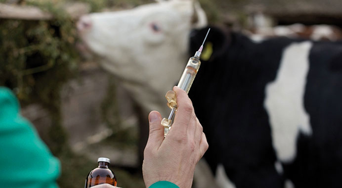 Fièvre aphteuse : Plus d'un million de bovins vaccinés