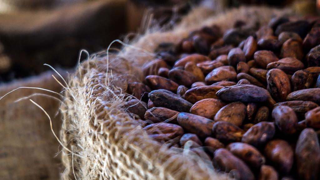 Cacao : La production mondiale en hausse