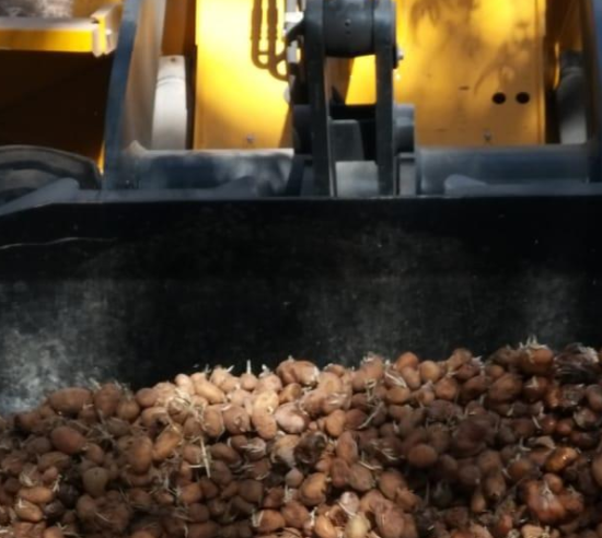 L’ONSSA détruit 136 tonnes de pommes de terre à Berkane