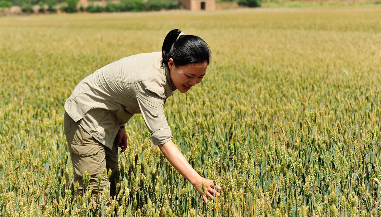Une récolte record de céréales en Chine en 2019