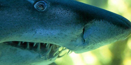 Réunion : Des restes humains retrouvés dans l'estomac d'un requin