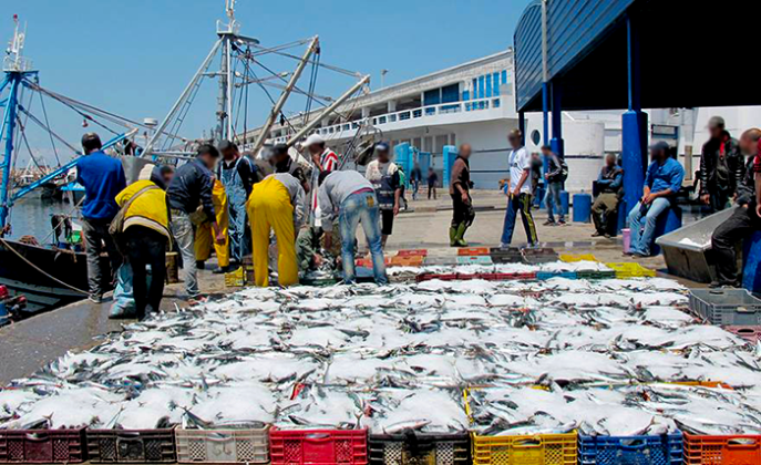 Pêche artisanale : Hausse des débarquements en 2019