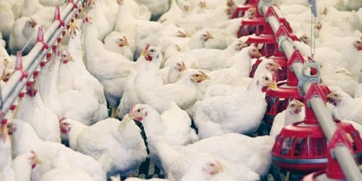 Covid-19 : Le secteur avicole continuera de fonctionner "normalement"
