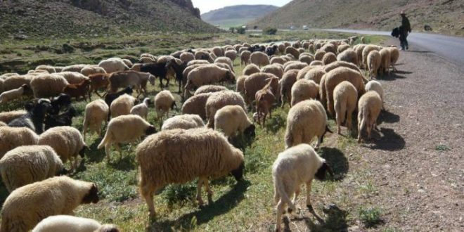 Région de Marrakech-Safi : De l’orge subventionnée au profit des éleveurs