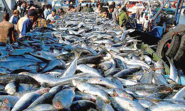 Covid-19 : L'activité de la pêche maritime sera renforcée