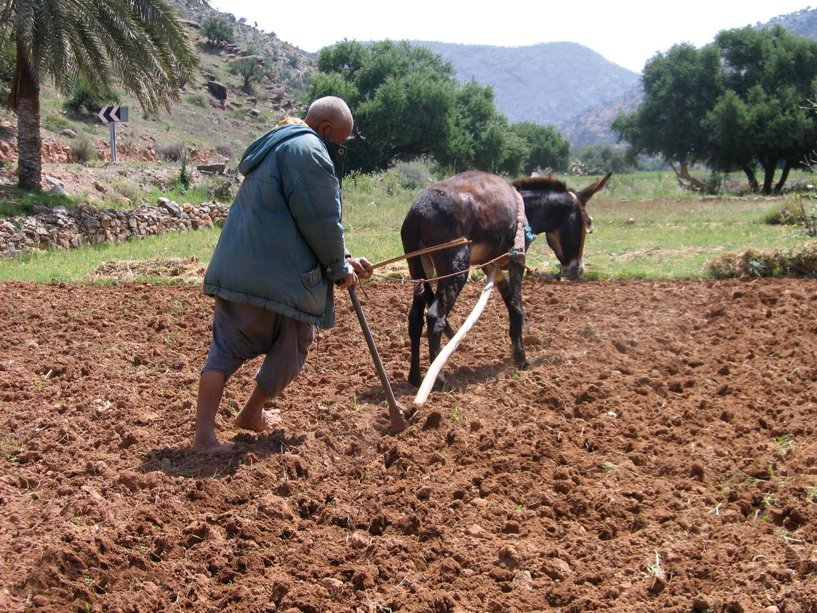 Sécheresse : La MAMDA verse près de 200 MDH aux agriculteurs à Rehamna