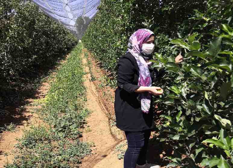 Tempête de grêle à Fès-Meknès : SOWIT propose une expertise gratuite aux agriculteurs