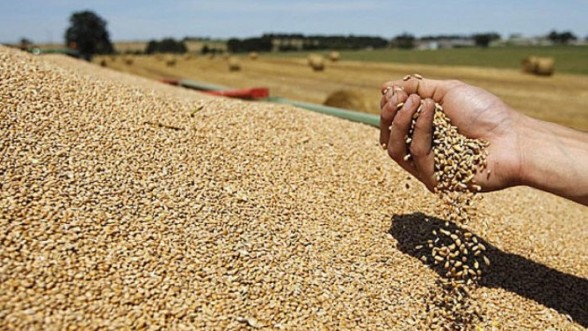 ANP: Hausse des importations de céréales de 50% à fin juillet