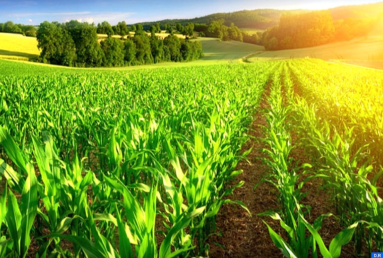 Relance du secteur agricole : 220 agriculteurs bénéficiaires de 440 quintaux de semences  de blé