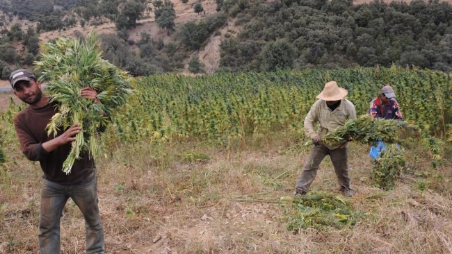 Le Maroc va créer une agence nationale pour structurer l’industrie du cannabis