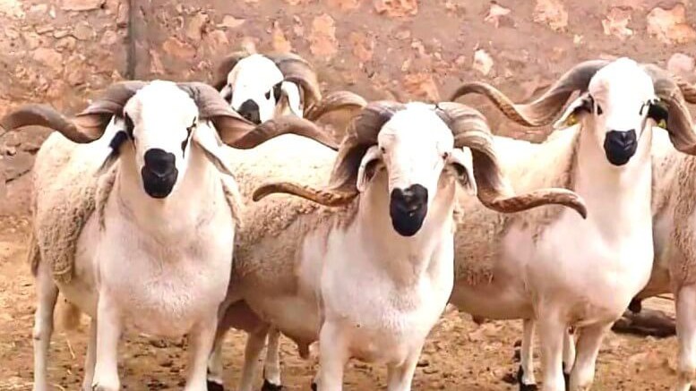 Aïd Al Adha: 8 millions de têtes d'ovins et de caprins seront identifiées, selon Akhannouch