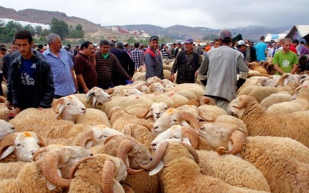 Covid-19/fête du mouton : Faut-il sacrifier des vies pour autant ?