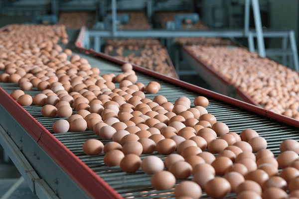 Produits avicoles: La flambée des prix persiste toujours