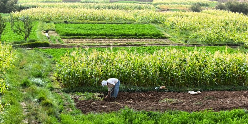 Projet ProAgro : Coup de pouce aux jeunes entrepreneurs agricoles et agroalimentaires