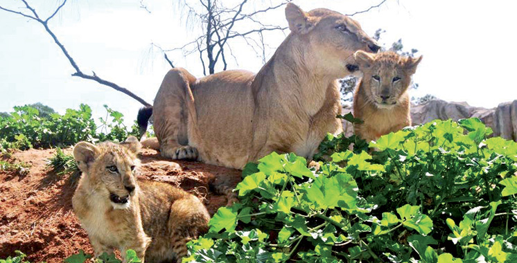 Cinq lionceaux de l'Atlas présentés aux visiteurs du jardin zoologique de Rabat