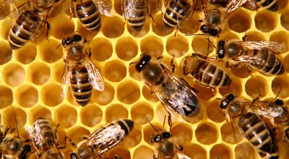 Sadiki : L'effondrement des colonies d'abeilles est une interaction de facteurs climatiques et environnementaux