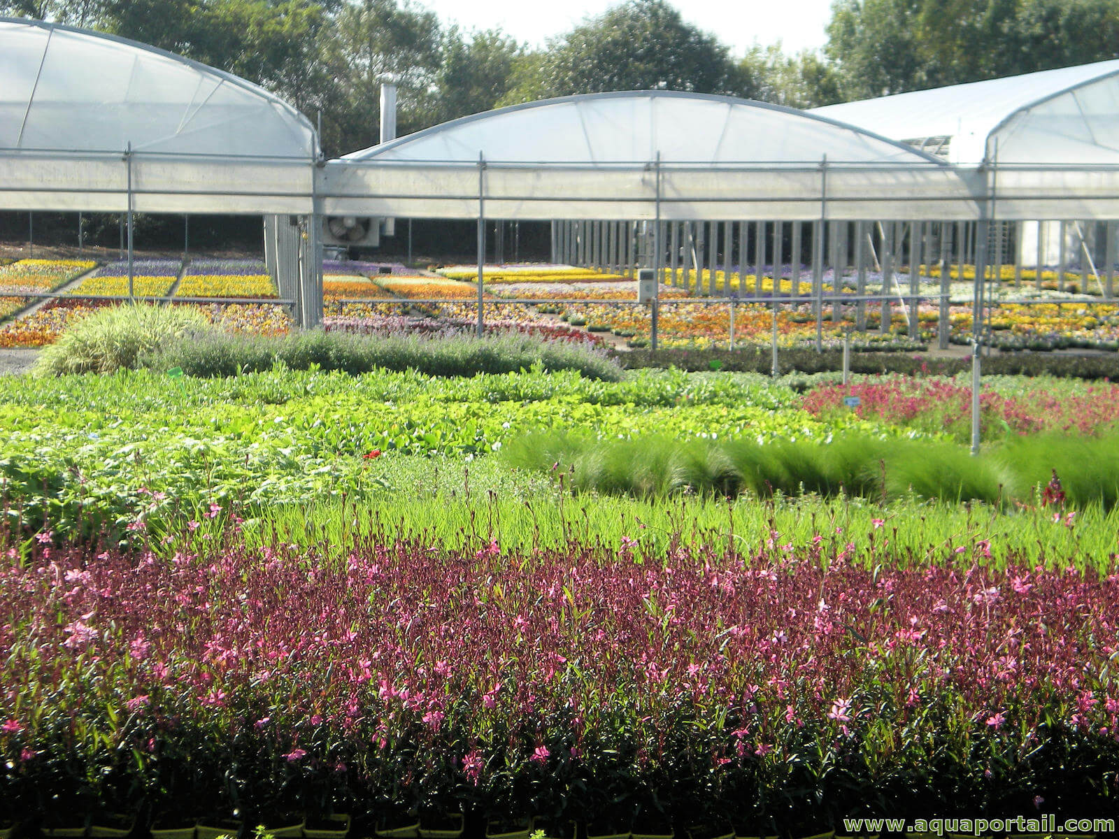 Horticulture : Une filière qui séduit les investisseurs agricoles