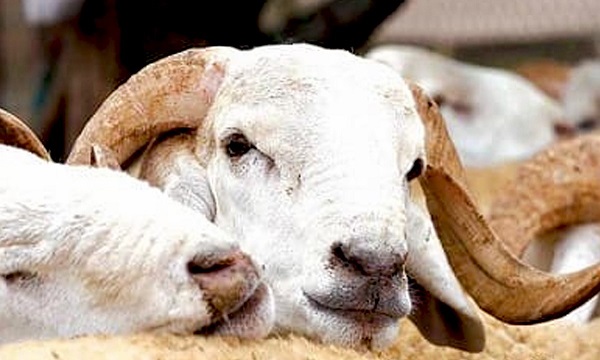 ONSSA/Aid Al-Adha 1443 : Plus de 3 millions d’ovins et de caprins identifiés jusqu’au 16 mai