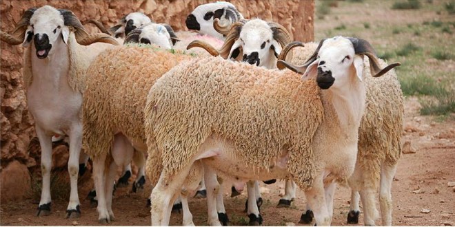 Aid Al-Adha: La demande estimée à environ 5,6 millions de têtes d'ovins et caprins